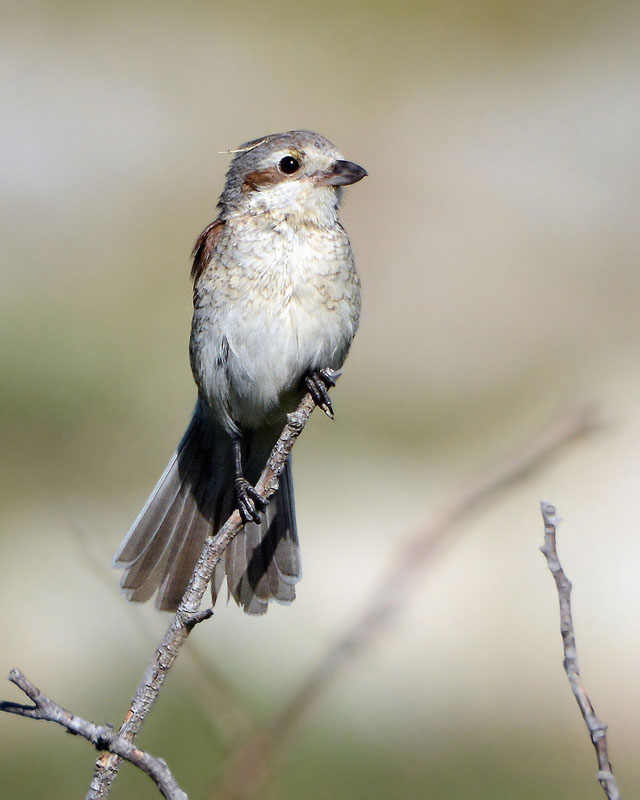 Giovane Averla piccola, Lanius collurio